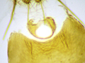 Epinotia solandriana